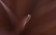 Cordyline australis (creative detail)